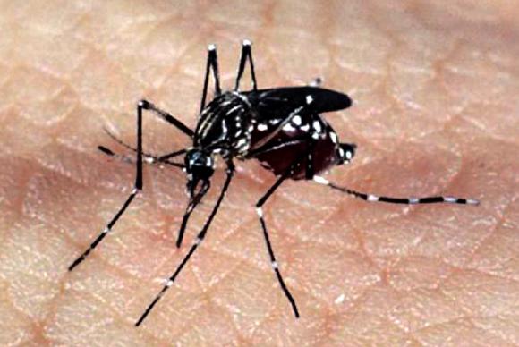 Com novo caso, RS chega a 13 óbitos por dengue no ano