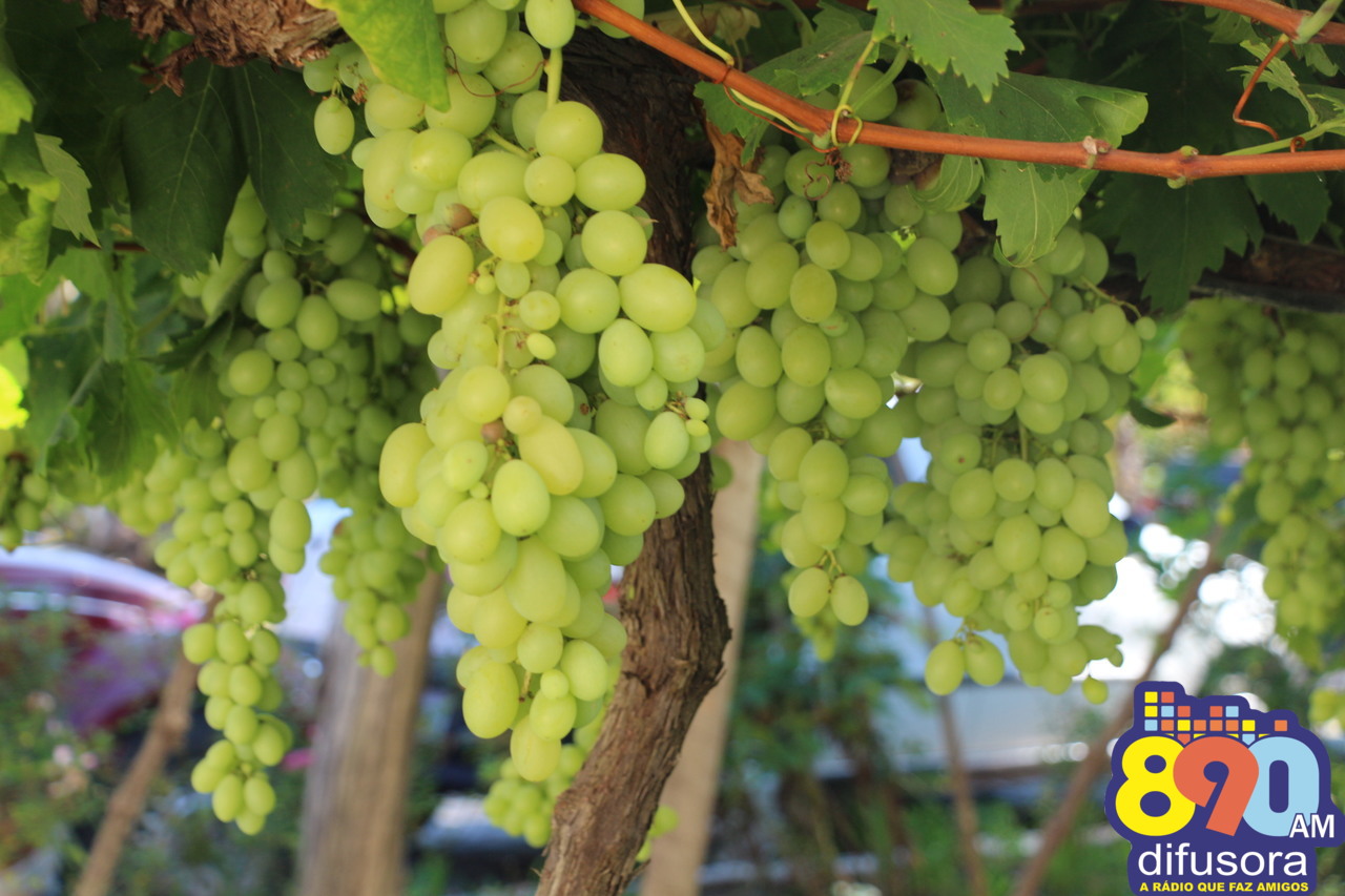 Levantamento aponta queda de 17,8 % na produção geral de uvas na safra 2020