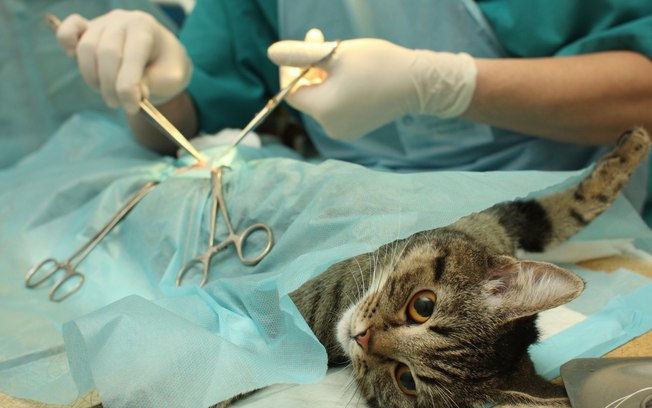 Prefeitura de Garibaldi retoma castrações com a vacinação de felinos