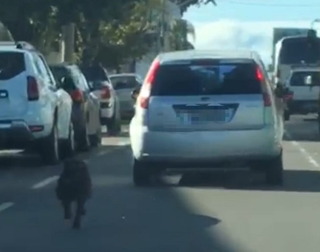 Mulher é flagrada após abandonar cão e animal “perseguir” veículo em Bento