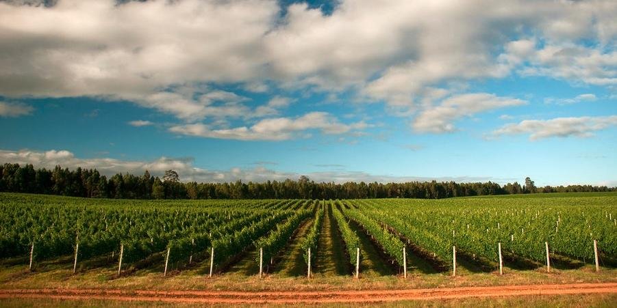 Comissão da Câmara dos Deputados aprova criação de zona franca da uva e do vinho no RS