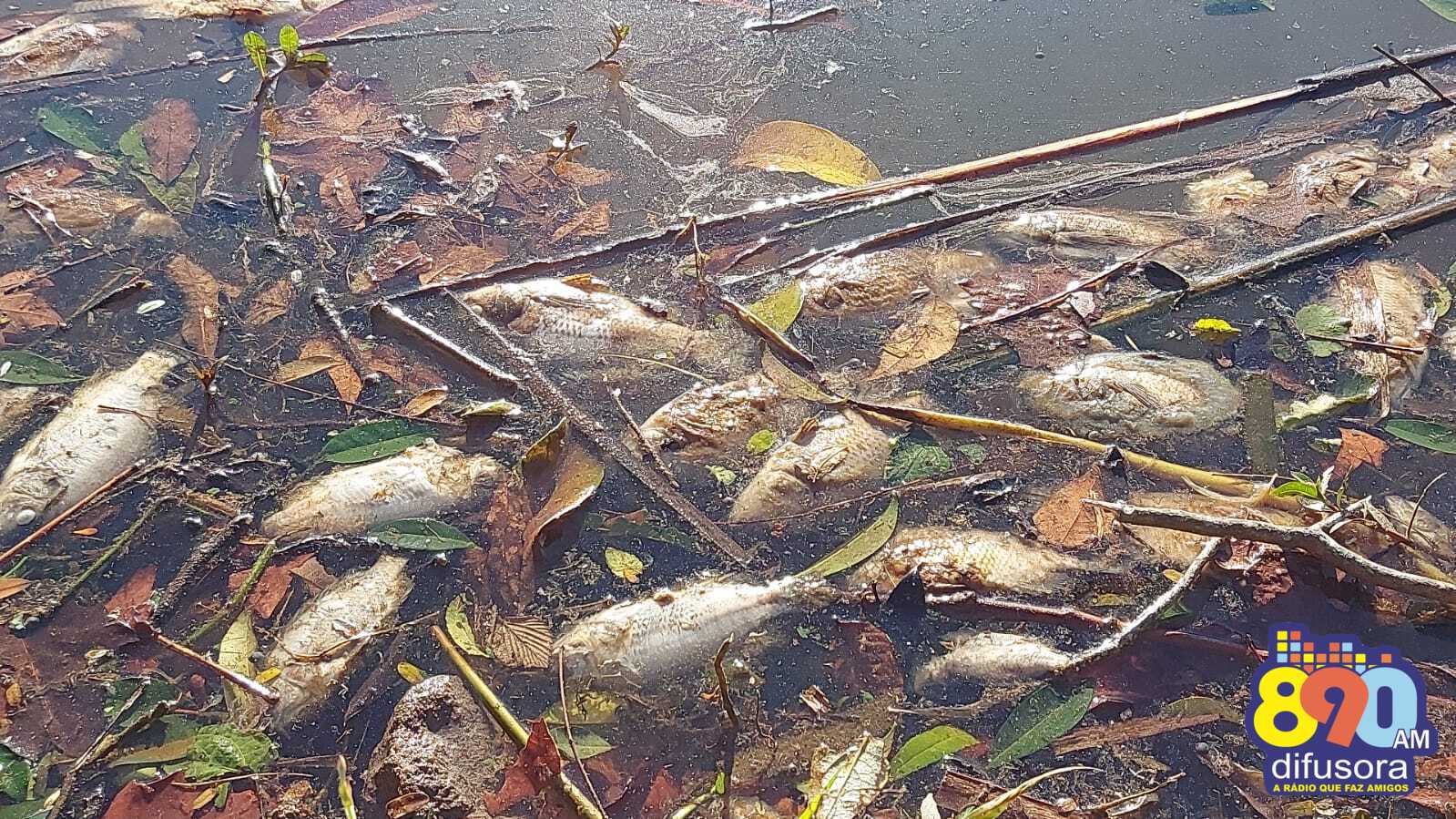Cerca de 350 kg de peixes mortos são retirados do Lago Fasolo, em Bento