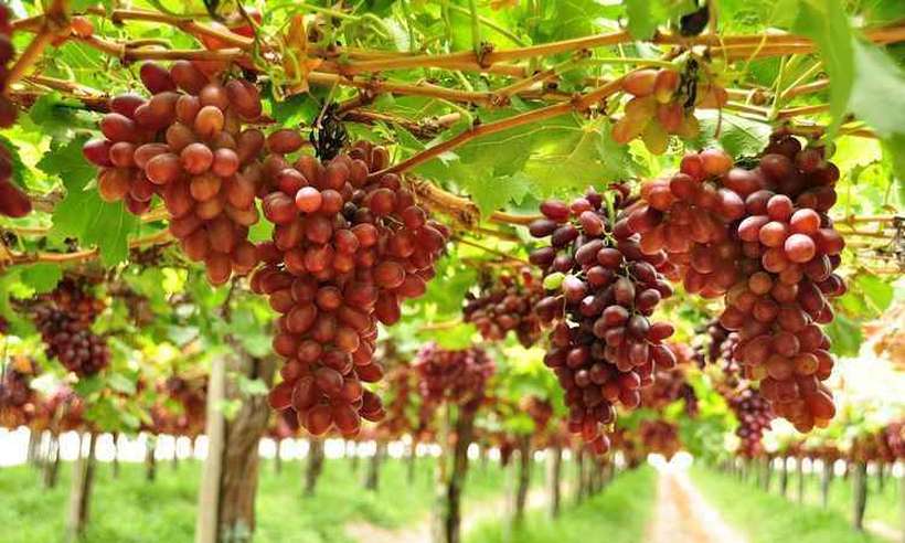 Produção de uva de mesa no Cerrado: produto cada vez mais fresco e de qualidade na mesa do consumidor