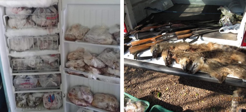3º BABM realiza prisão por maus tratos, por ilegal de arma e caça de animais em Caxias