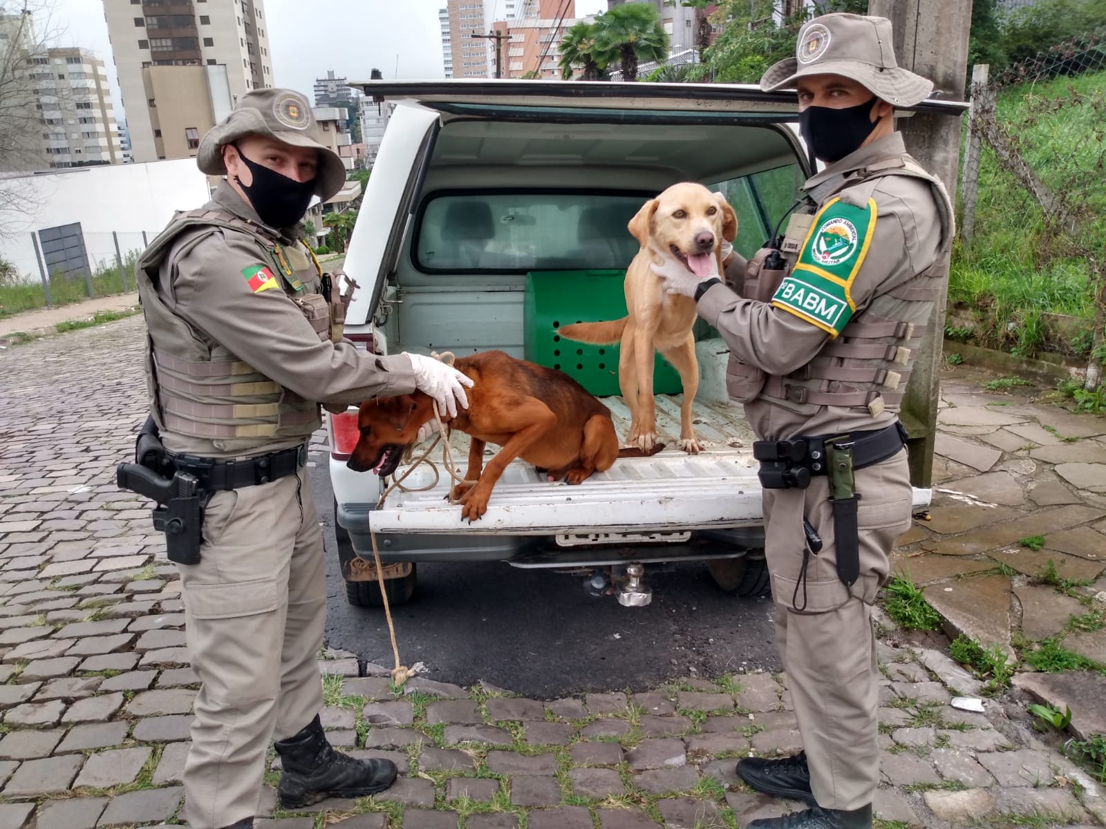 Cães em situação de maus tratos são resgatados pela PATRAM no Conceição, em Bento