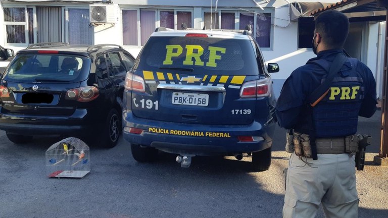 PRF prende casal com carro e passarinhos furtados na BR-470 em Bento