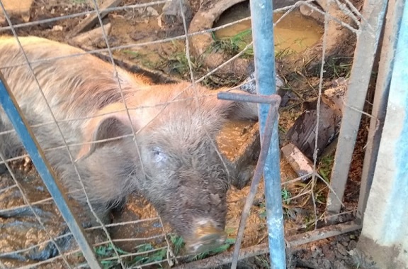ARPA flagra animais em maus tratos em propriedade no interior de Nova Bassano