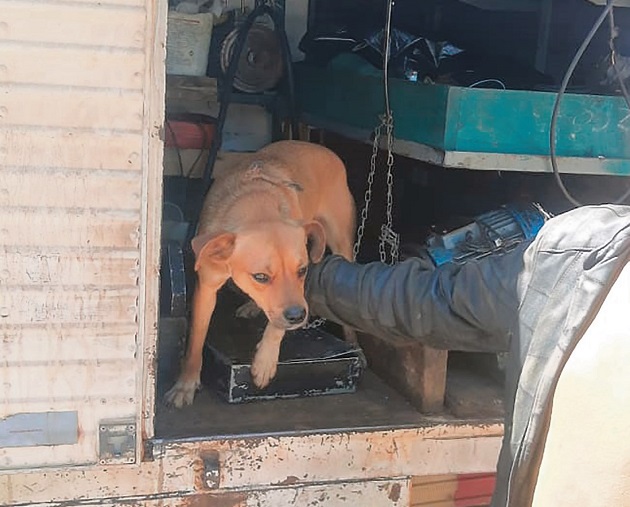 Motorista perde cão, por maus tratos, após ser abordado pela Polícia Rodoviária Estadual em Nova Prata