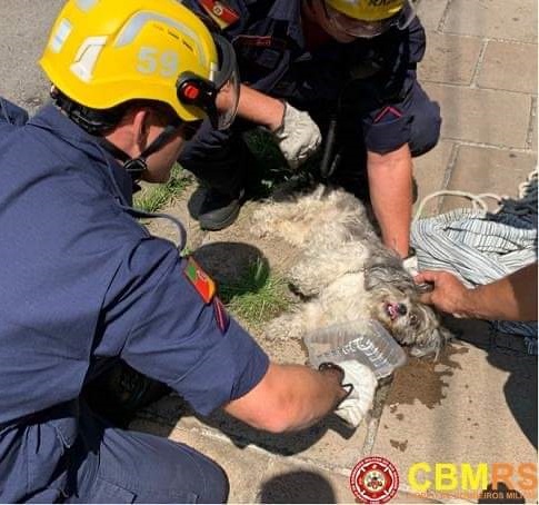 Bombeiros resgatam cãozinho que estava debaixo de veículo em Caxias