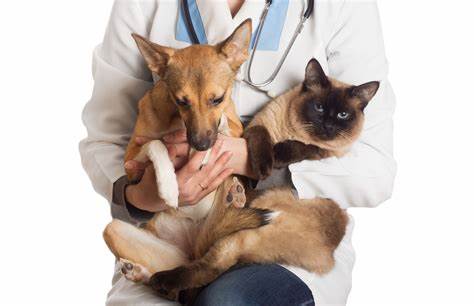 Inscrições para castração de cães e gatos iniciam na segunda, em Bento