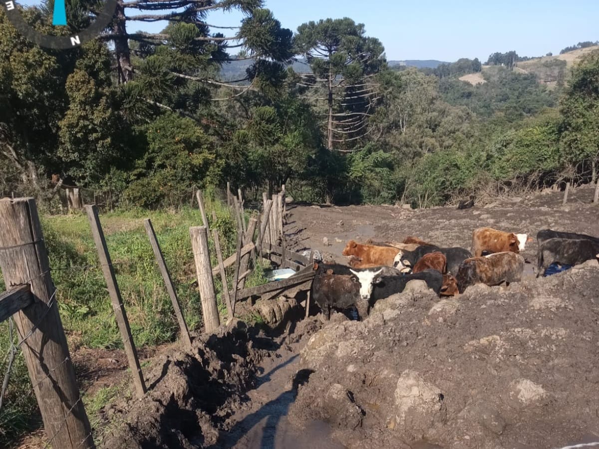 Polícia Civil e fiscais da ARPA localizam terreno com 165 bovinos em condições precárias no interior de Carlos Barbosa