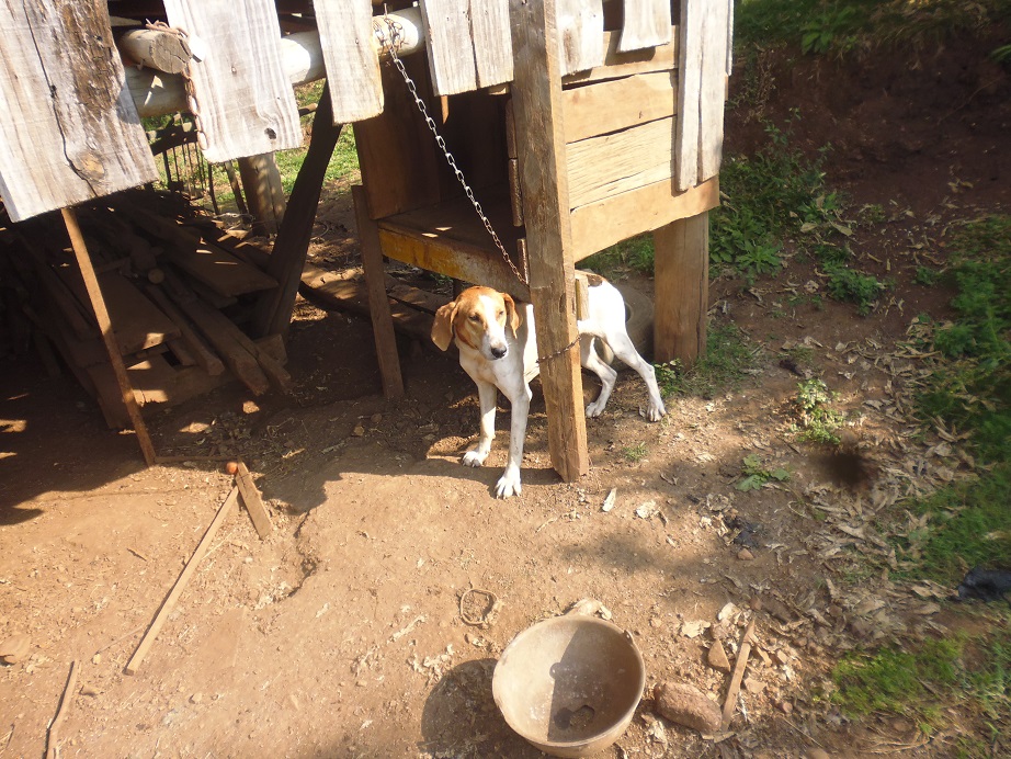 Cães abandonados no Conceição em Bento