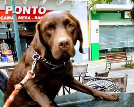 Proprietário de cão ferido em Bento divulga nota na rede social