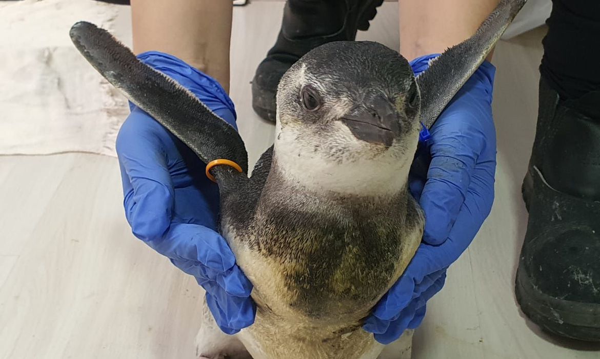 Começa temporada 2021 de pinguins na costa das regiões Sul e Sudeste