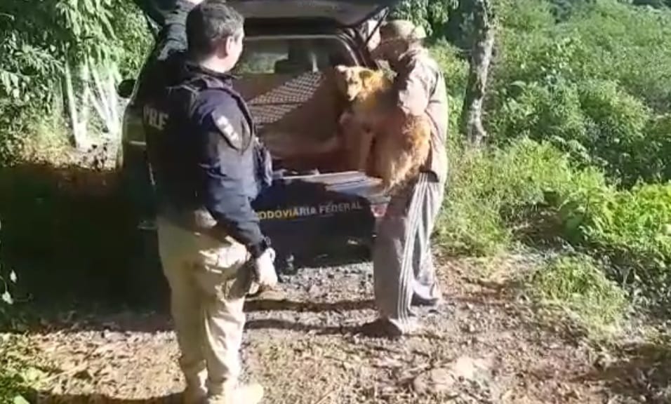 PRF resgata cadela perdida em Bento Gonçalves