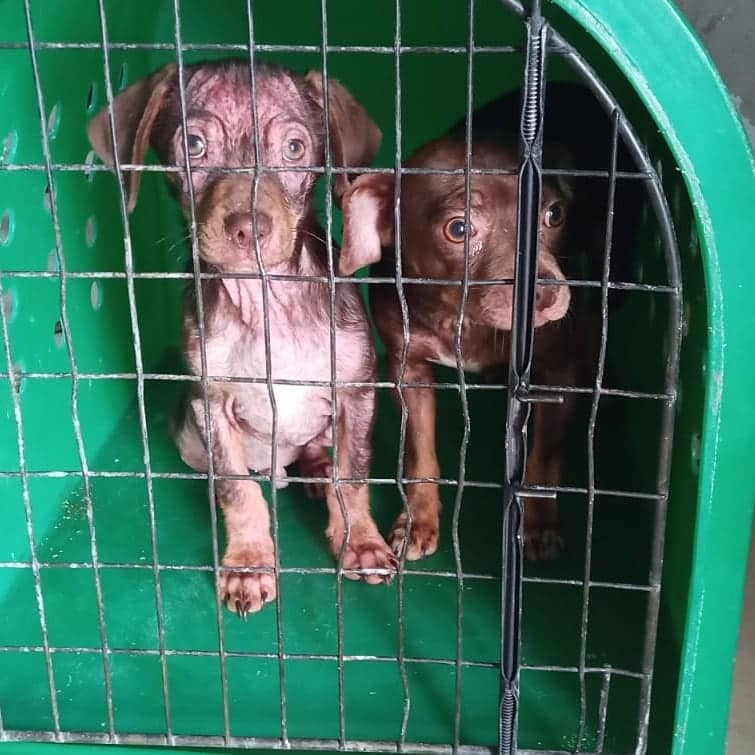 Brigada Militar resgata cães em situação de maus tratos no Ouro Verde em Bento