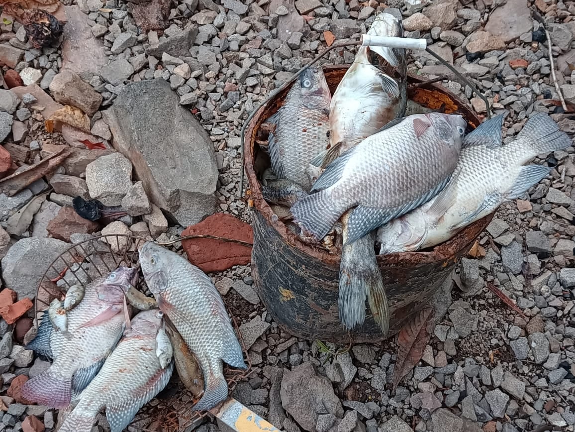 Moradores registram mais um caso de mortandade de peixes no Lago Fasolo