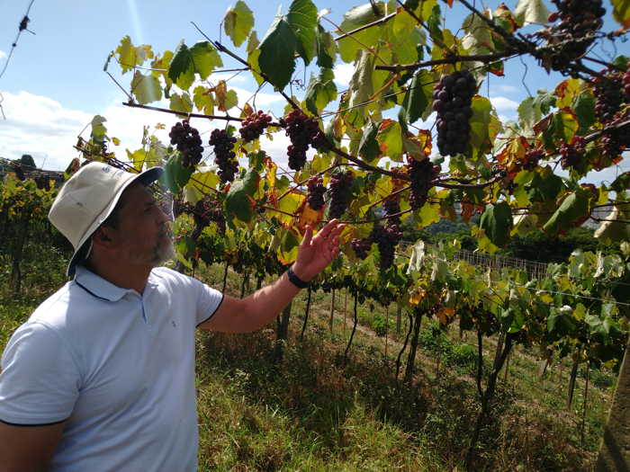 Embrapa e SEAPDR disponibilizam nova edição do Boletim com o efeito das condições meteorológicas sobre a safra da uva na Serra Gaúcha
