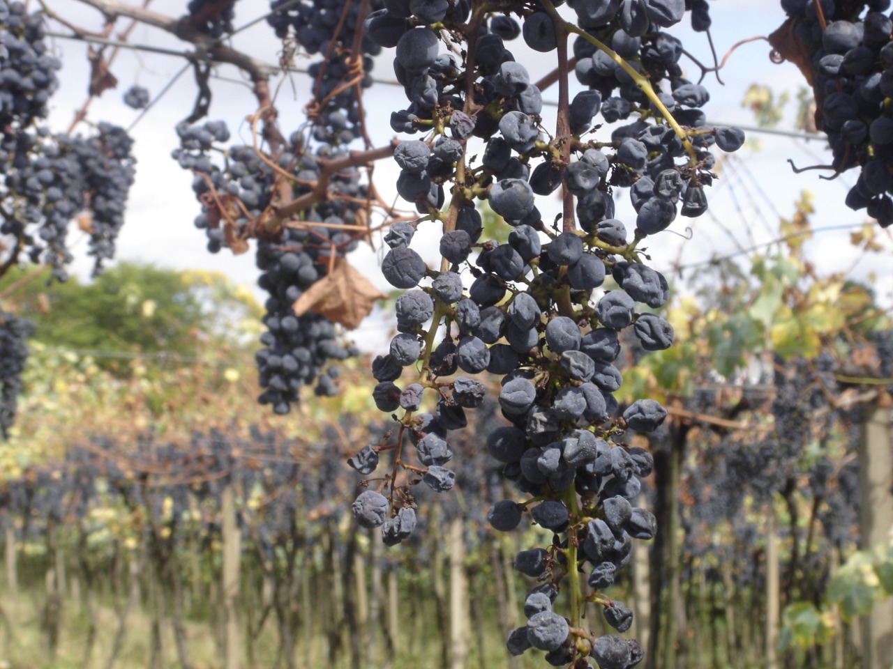 Produtores de uva da Serra Gaúcha precisam avaliar investimentos em irrigação para a próxima safra