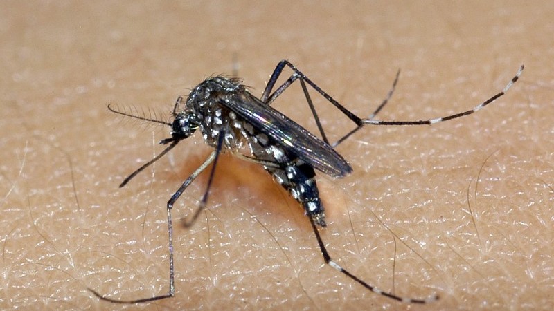 Estado confirma mais três óbitos por dengue