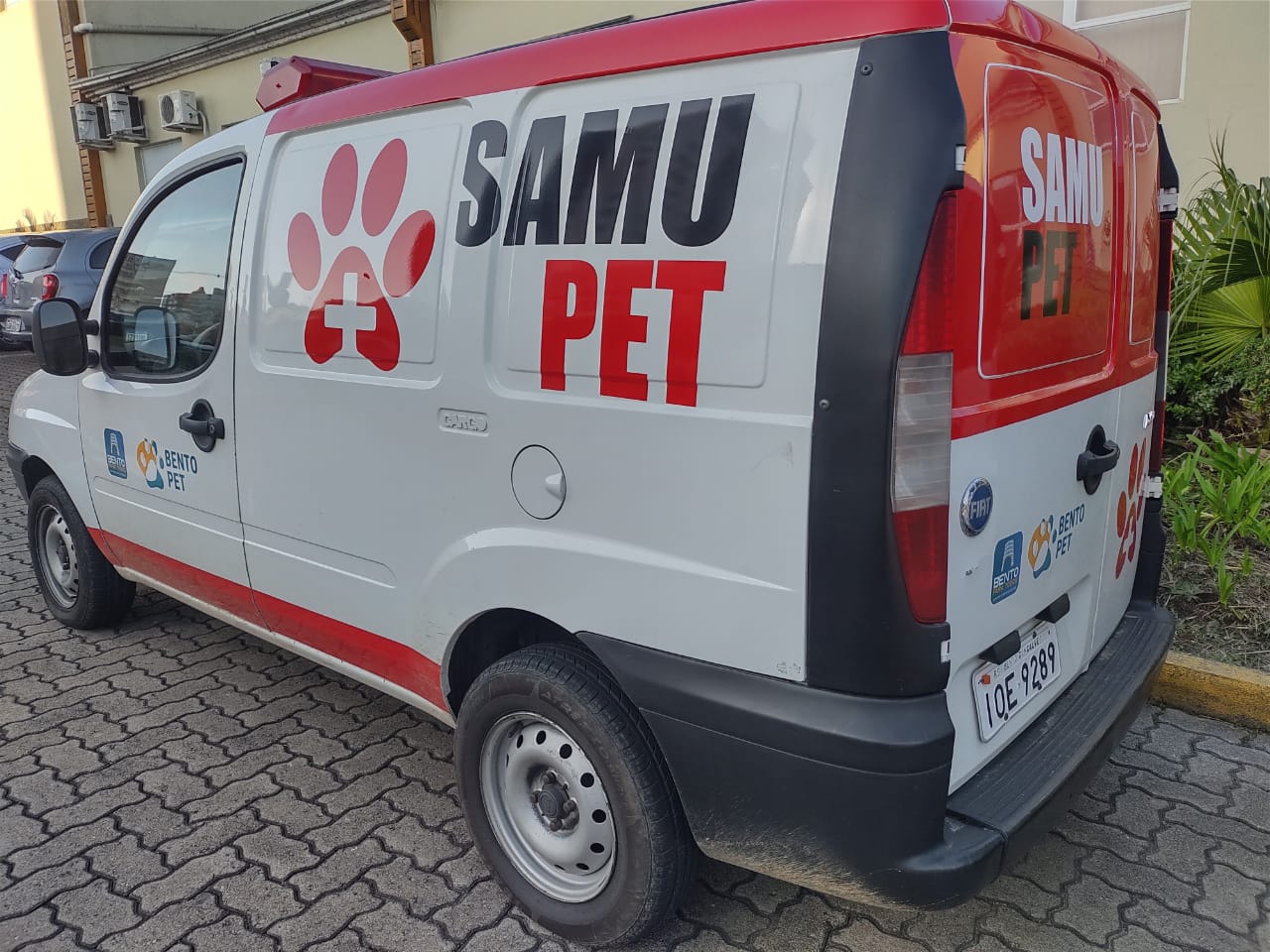 Cadela castrada é resgatada por equipe do Samu Pet em Bento