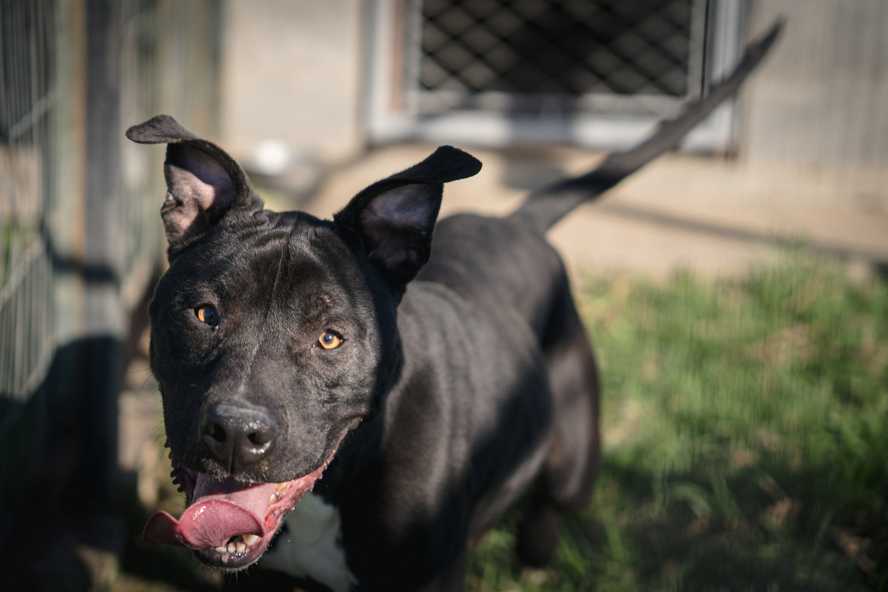 Adoção comunitária garante bem-estar de pets de rua