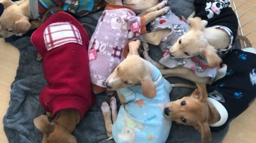 Bento Pet: seis filhotes de cães aguardam um lar