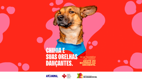 Nova fase da campanha para adoção de animais atingidos pela enchente amplia canais de divulgação