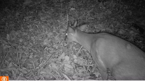 CSG instala sete câmeras para controle de animais silvestres em rodovias entre o Vale do Caí e a Serra Gaúcha