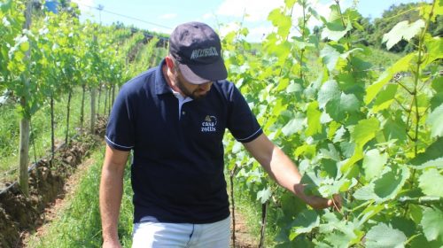 Projeto espaldeiras: produção e cultivo de uvas segue intenso em propriedades rurais no interior de Bento