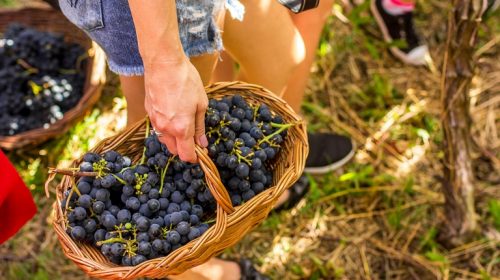 Consevitis-RS e Sebrae Nacional lançam projeto para fortalecer a vitivinicultura brasileira