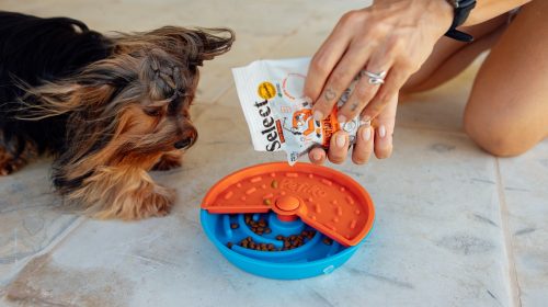 Empresa gaúcha leva novidade em nutrição petfood para feira especializada