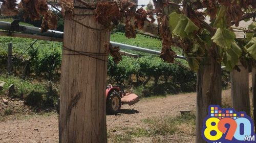 Família tem prejuízo de mais de R$ 100 mil com vandalismo em parreiras em propriedade situada em São Valentim, no interior de Bento Gonçalves