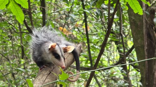 CSG, UCS e Comando Ambiental da Brigada Militar realizam a soltura de animais resgatados na Serra Gaúcha