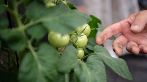 Projeto que analisa soluções para a agricultura orgânica é apresentado a produtores da região