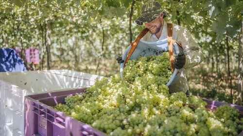 Cooperativa Vinícola Garibaldi já recebeu mais de 14 milhões de quilos de uvas