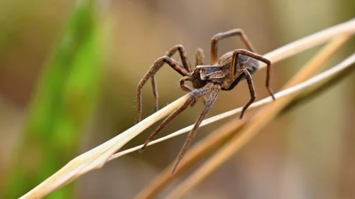 Vigilância epidemiológica alerta sobre riscos de acidentes com animais peçonhentos