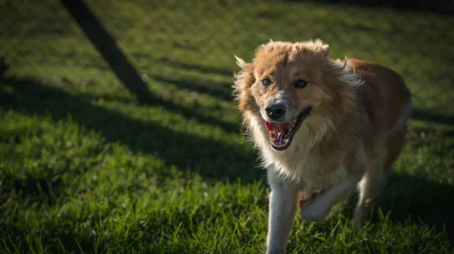 Bento Pet: equipe alerta sobre os cuidados necessários com cães e gatos em dias com altas temperaturas