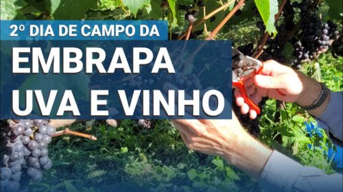 Tecnologias e inovações são destaques do 20 Dia de Campo da Embrapa Uva e Vinho