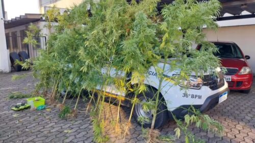 Homem é preso com plantação de maconha no bairro Nova Vicenza, em Farroupilha