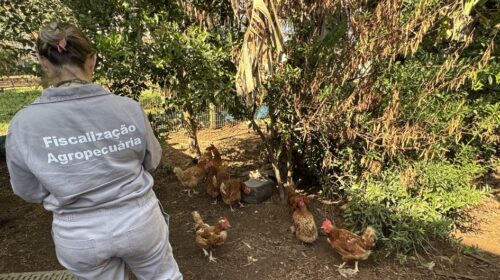 Secretaria da Agricultura finaliza terceira visita nas propriedades do raio de três quilômetros do foco de gripe aviária
