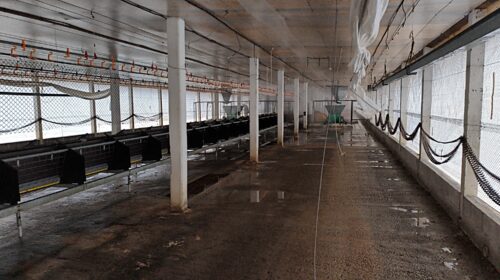Desinfecção da granja de Montenegro é concluída e área entra no período de vazio sanitário por 28 dias
