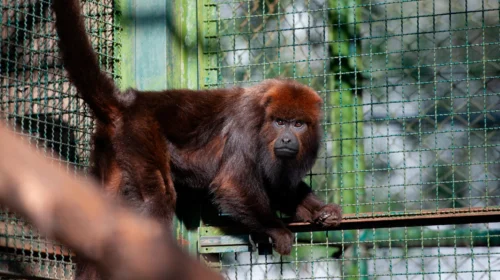 Visitas ao Zoológico da UCS são suspensas temporariamente a partir deste sábado, dia 17