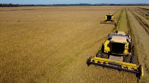 Colheita do arroz no RS atinge 91,51% da área total cultivada