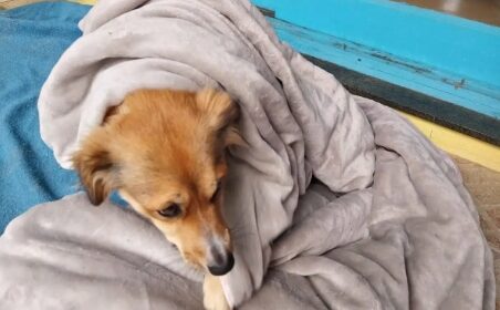 SMMAM orienta sobre os cuidados com os animais no período do frio