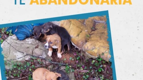 Secretaria de Meio Ambiente resgata 12 animais vítimas de maus tratos