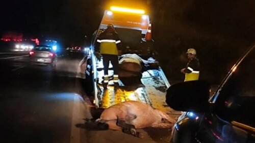 CAVALOS MORREM EM ACIDENTE ENTRE SEIS VEÍCULOS NA ERS-122, ENTRE FARROUPILHA E CAXIAS DO SUL