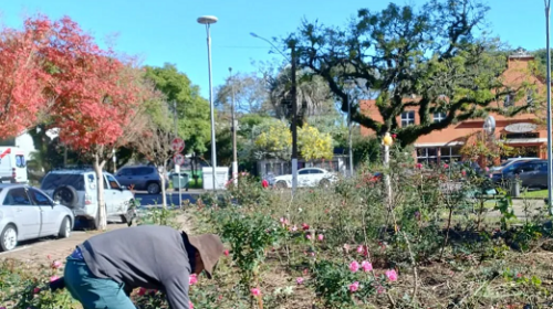 Secretaria de Meio Ambiente de Bento realiza entrega de mudas de rosas nesta terça-feira, 17 de junho
