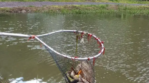 Secretaria Municipal de Meio Ambiente monitora mortandade de peixes no Lago Fasolo, em Bento