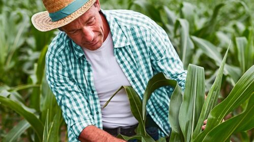 BID Invest e Sicoob acertam parceria para impulsionar a agricultura e a energia sustentável no Brasil